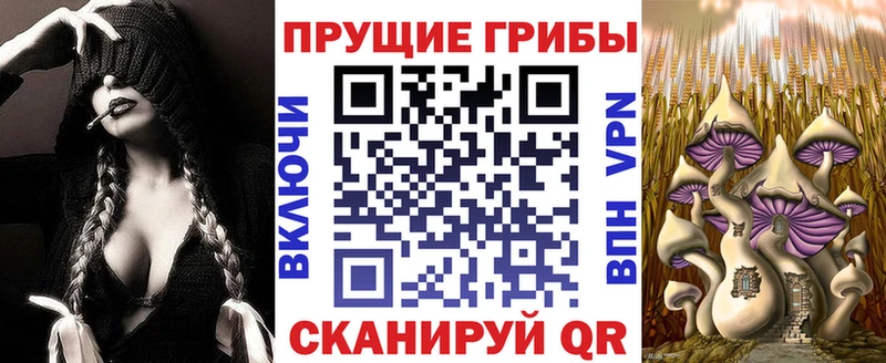 kraken как зайти  Пугачёв  Псилоцибиновые грибы мицелий 